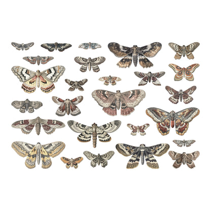 Tim Holtz Idea-ology Transparencies Moths